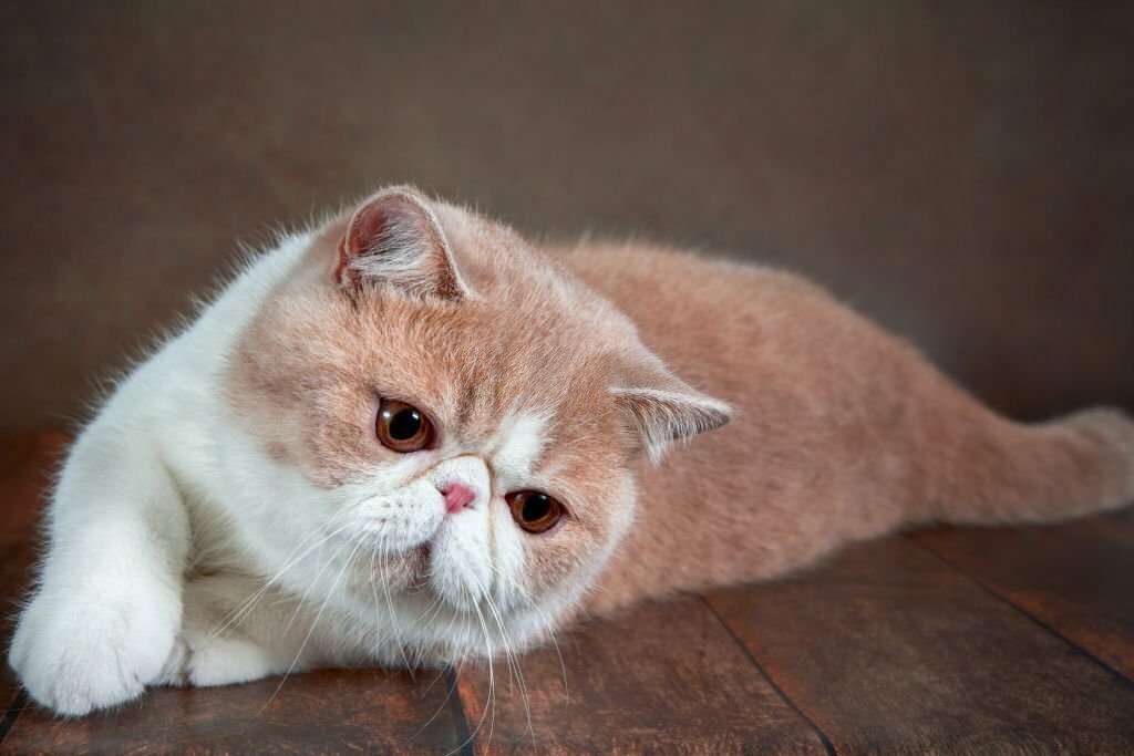 Exotic Shorthair