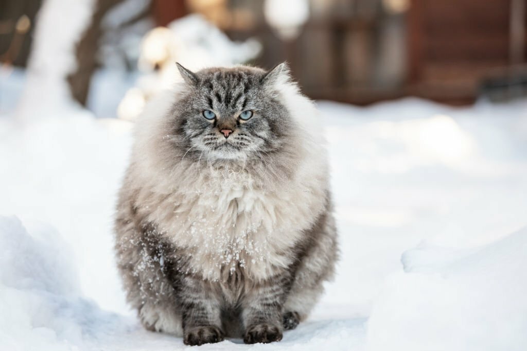 Siberian