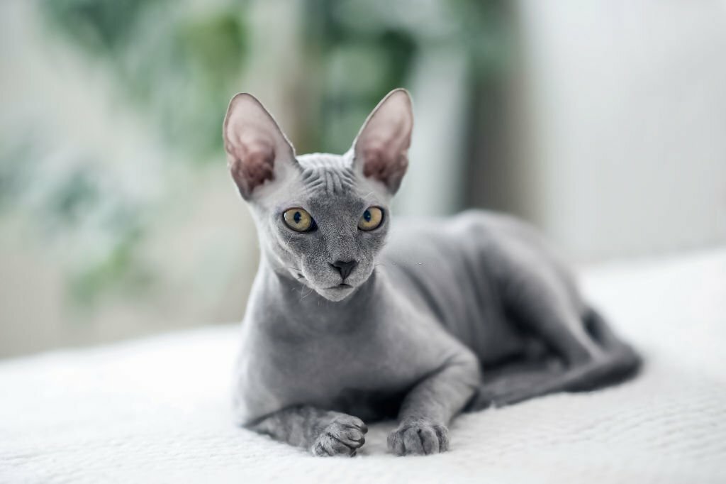 Sphynx