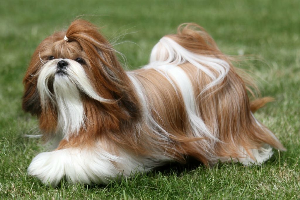 Shih Tzu