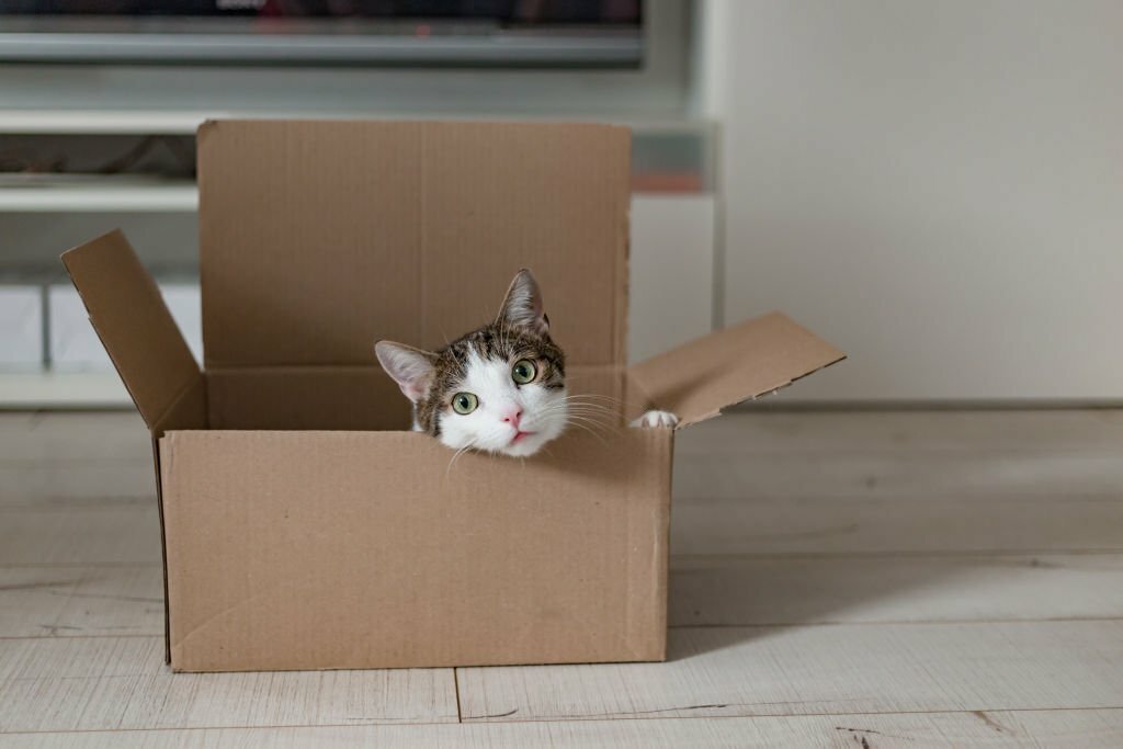 Cardboard Pet House