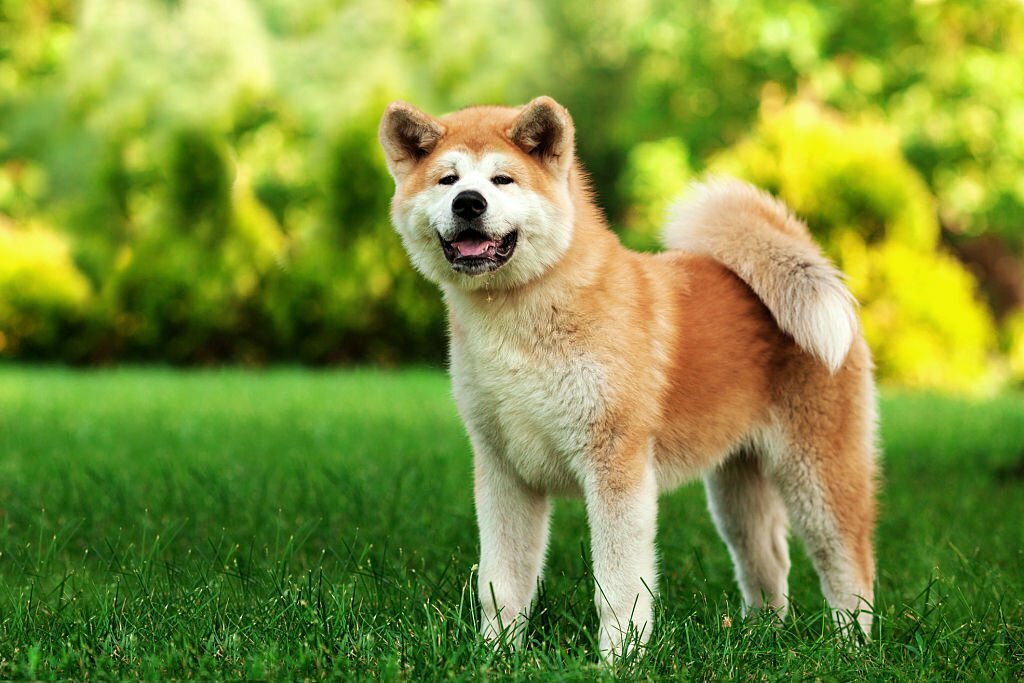 Demystifying Dog Breeds