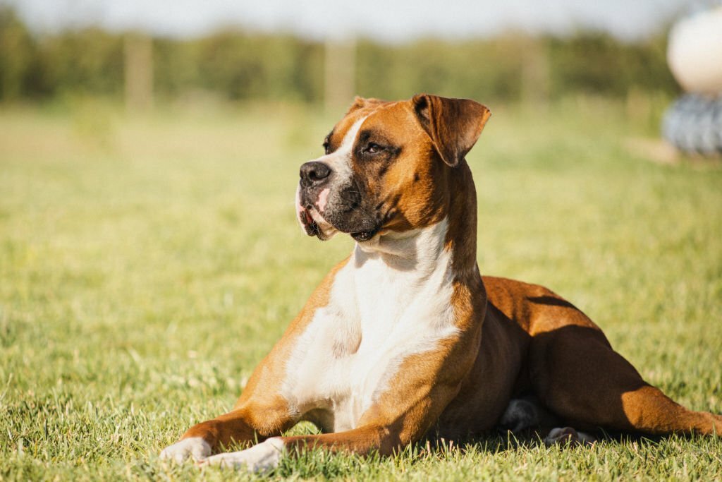 Boxer Dog Breeds