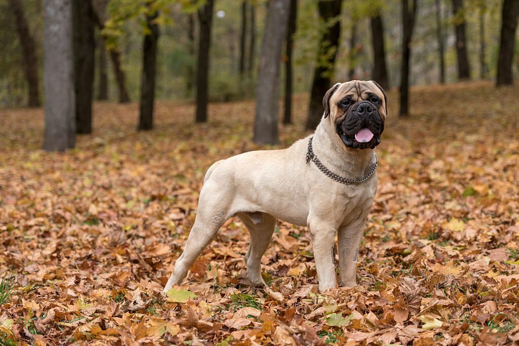 bullmastiff Protective