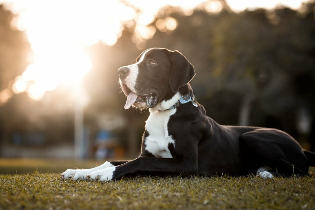 Top 10 Big dog breeds