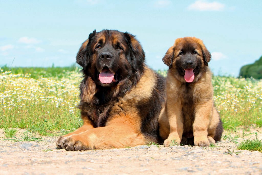 Big dog breeds