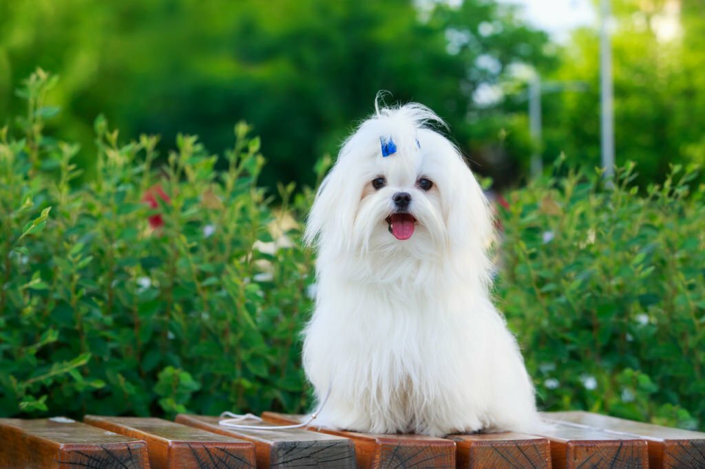 cutest dog breeds