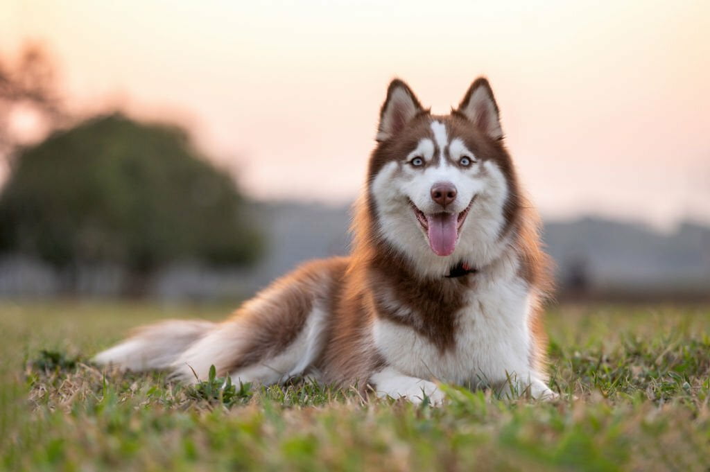 10 Demystifying Dog Breeds